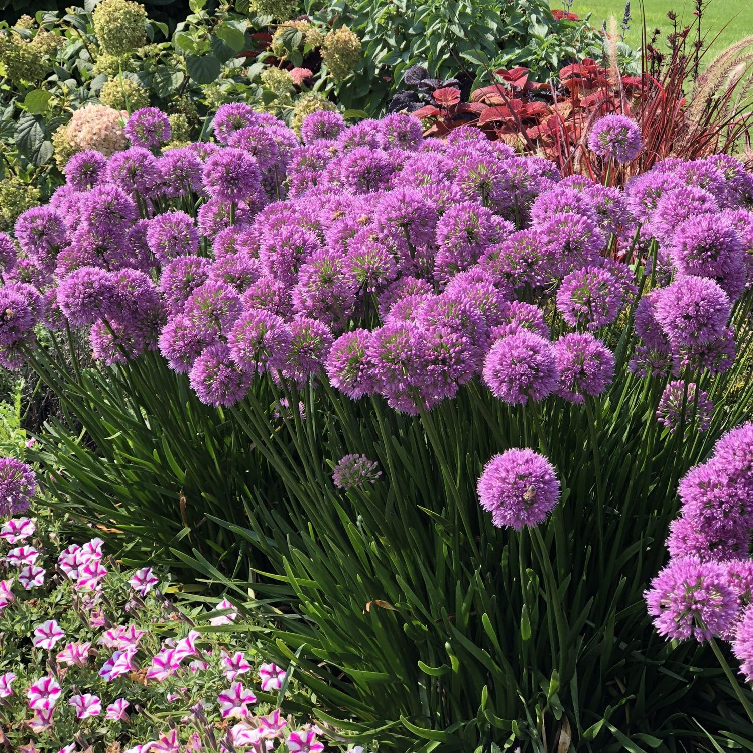 Allium Millenium - View 16 from www redcrocus com