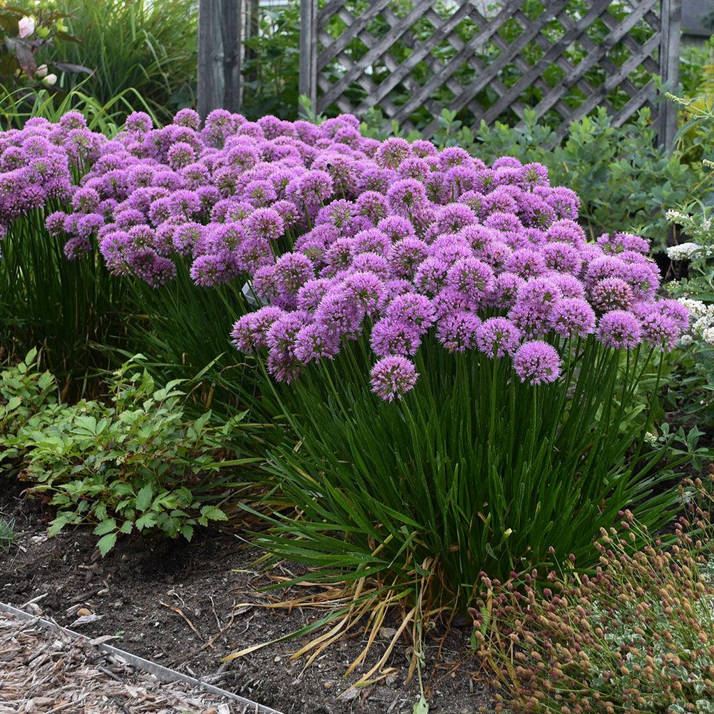 Allium Millenium - View 17 from www redcrocus com