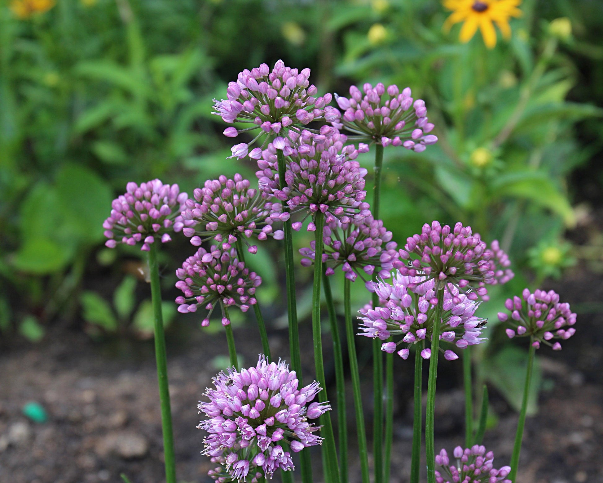 Allium Millenium - View 18 from www redcrocus com