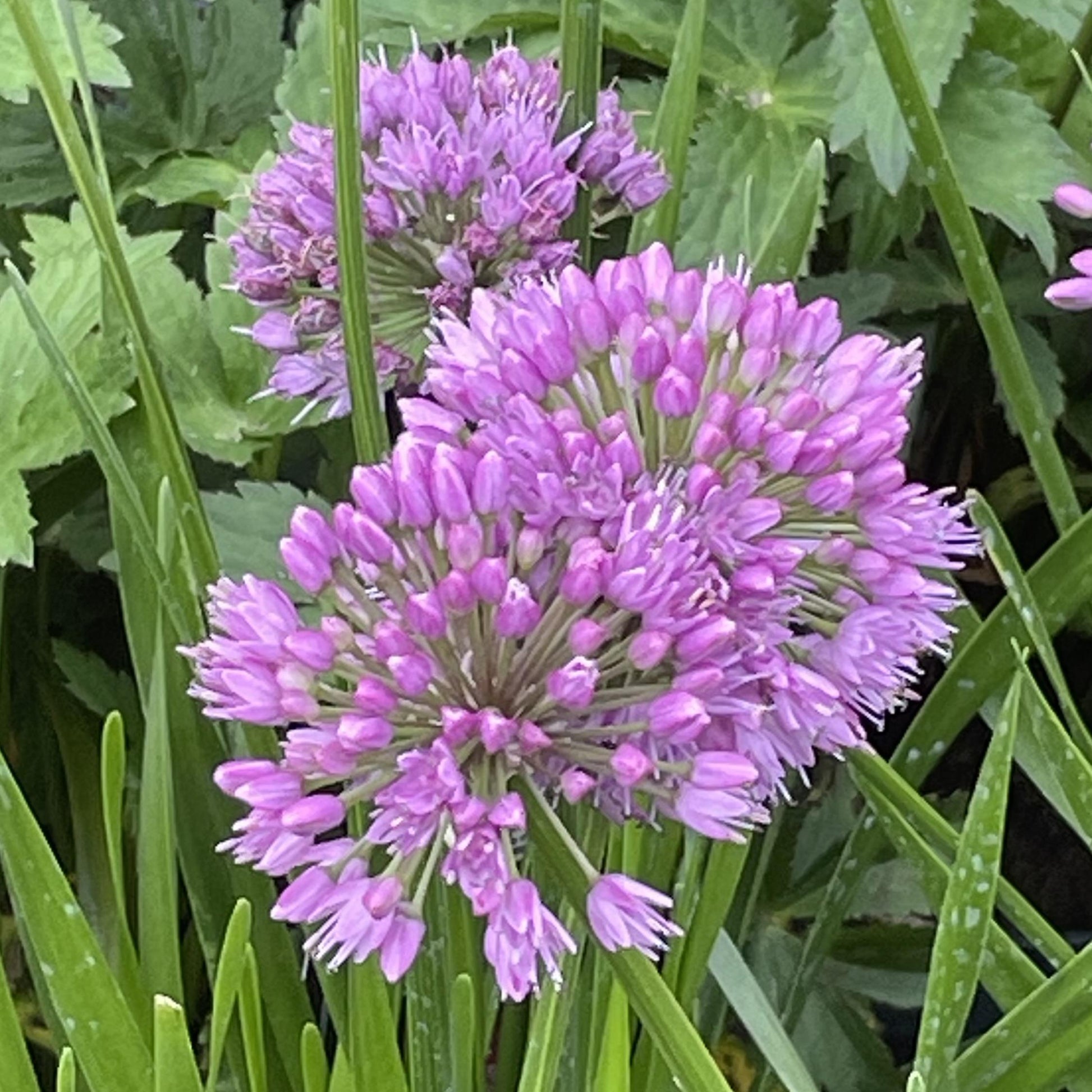 Allium Millenium - View 19 from www redcrocus com