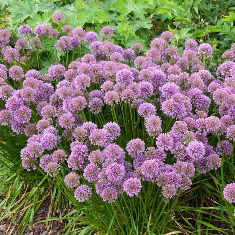 Allium Millenium - View 20 from www redcrocus com