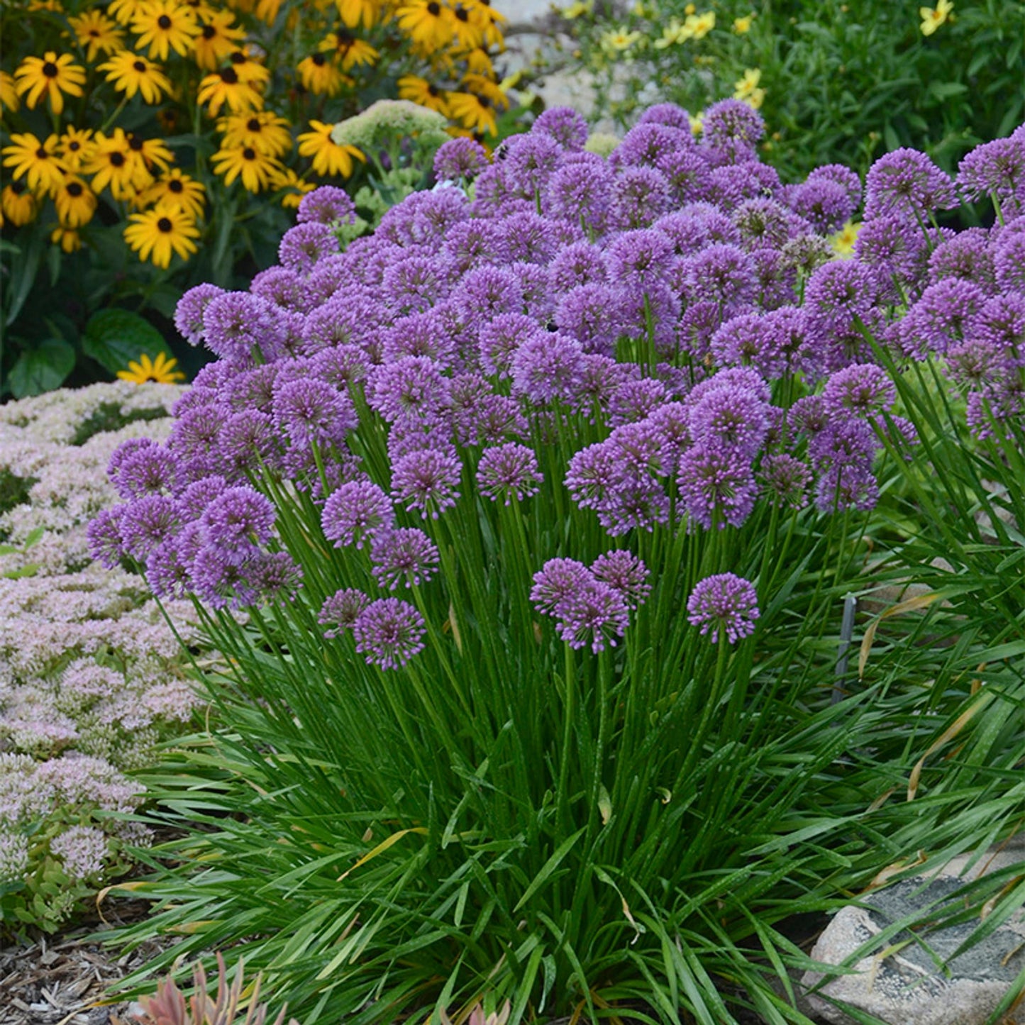Allium Millenium - View 2 from www redcrocus com