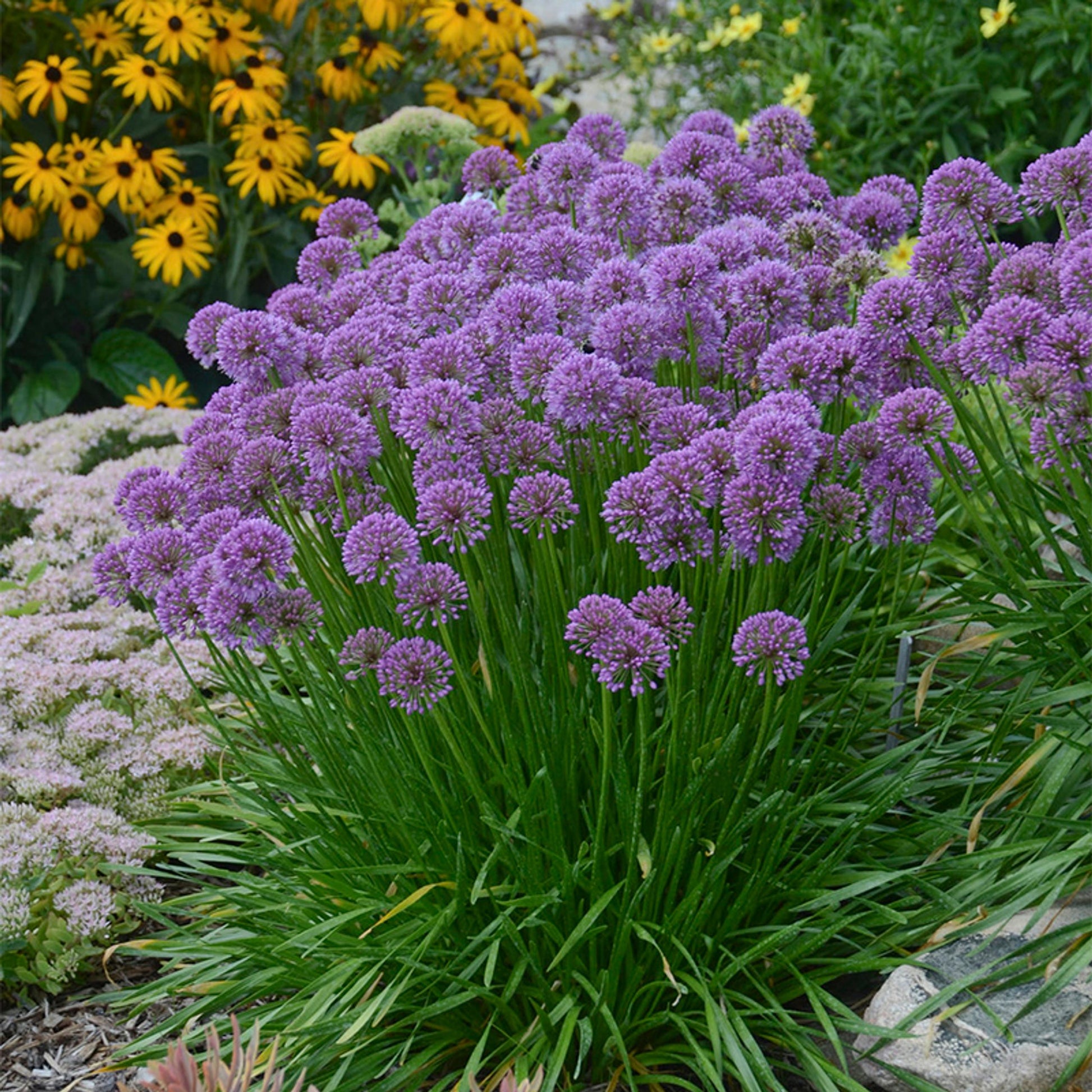 Allium Millenium - View 2 from www redcrocus com