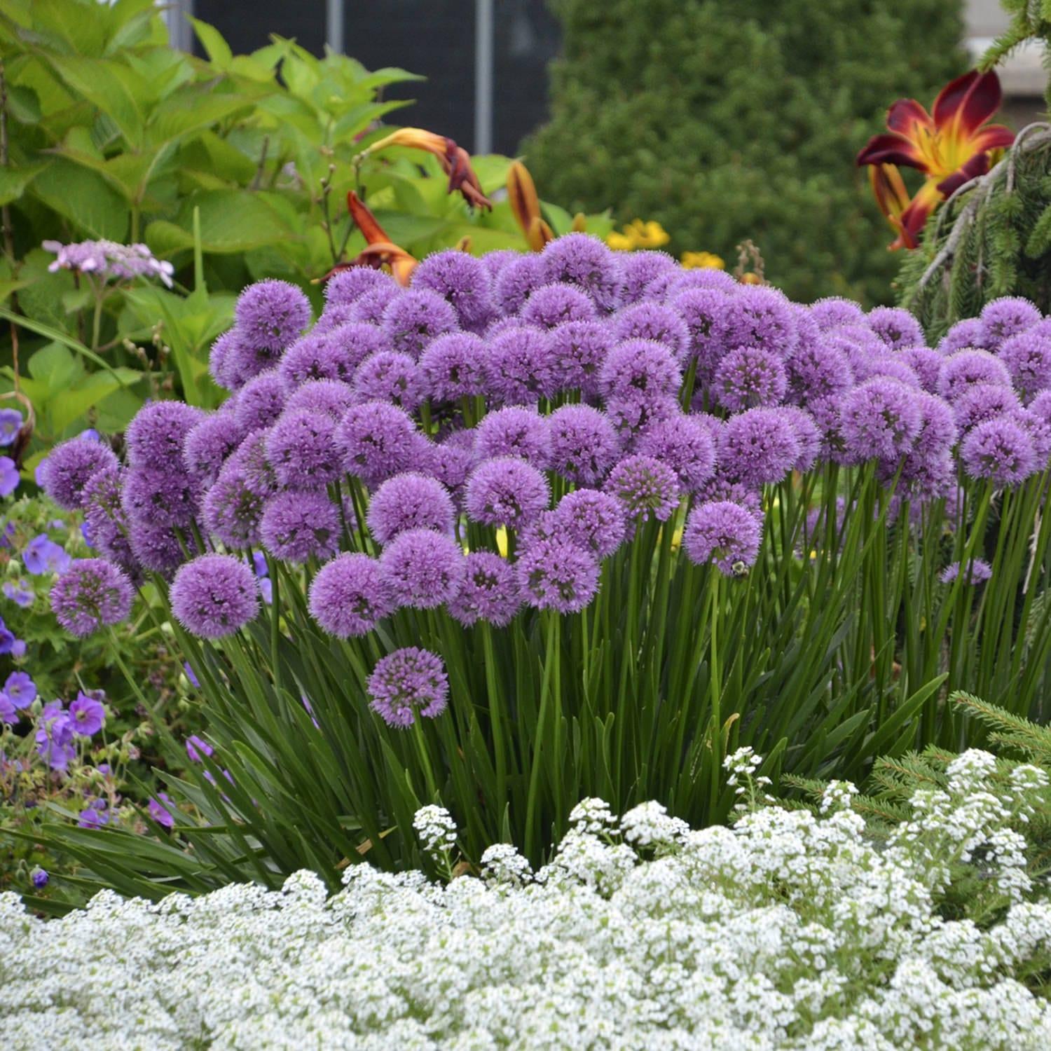 Allium Millenium - View 3 from www redcrocus com