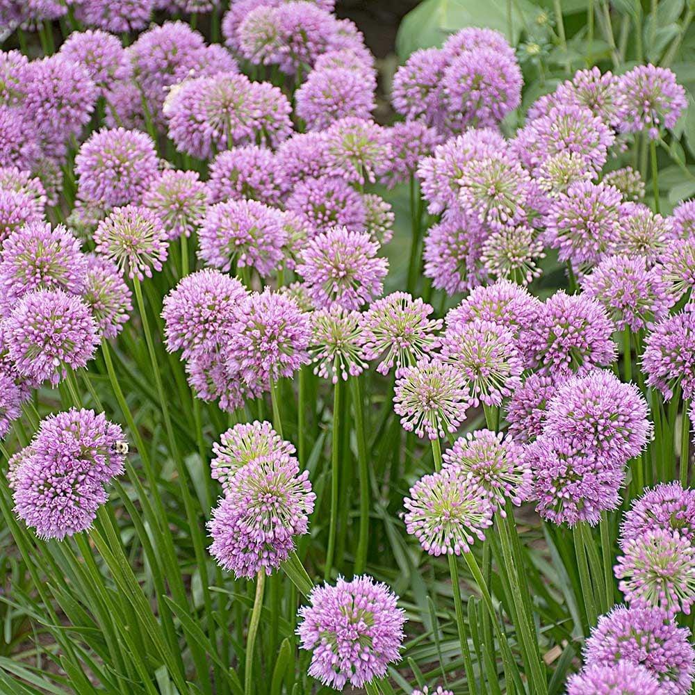 Allium Millenium - View 4 from www redcrocus com