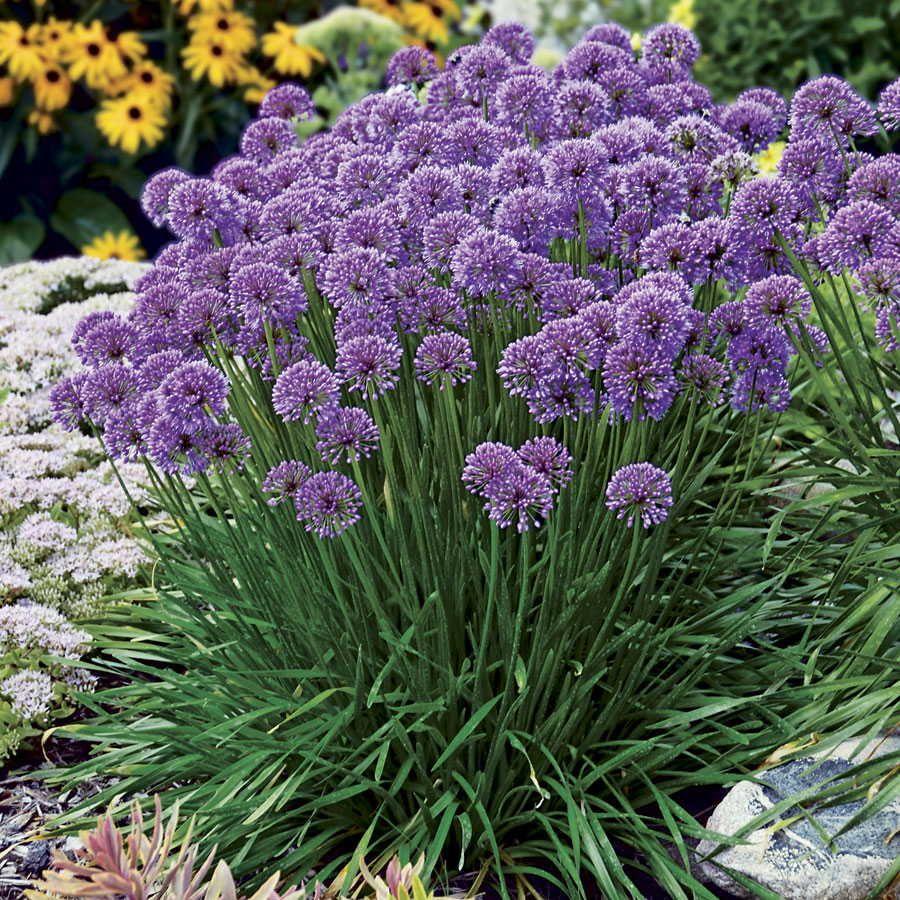 Allium Millenium - View 5 from www redcrocus com