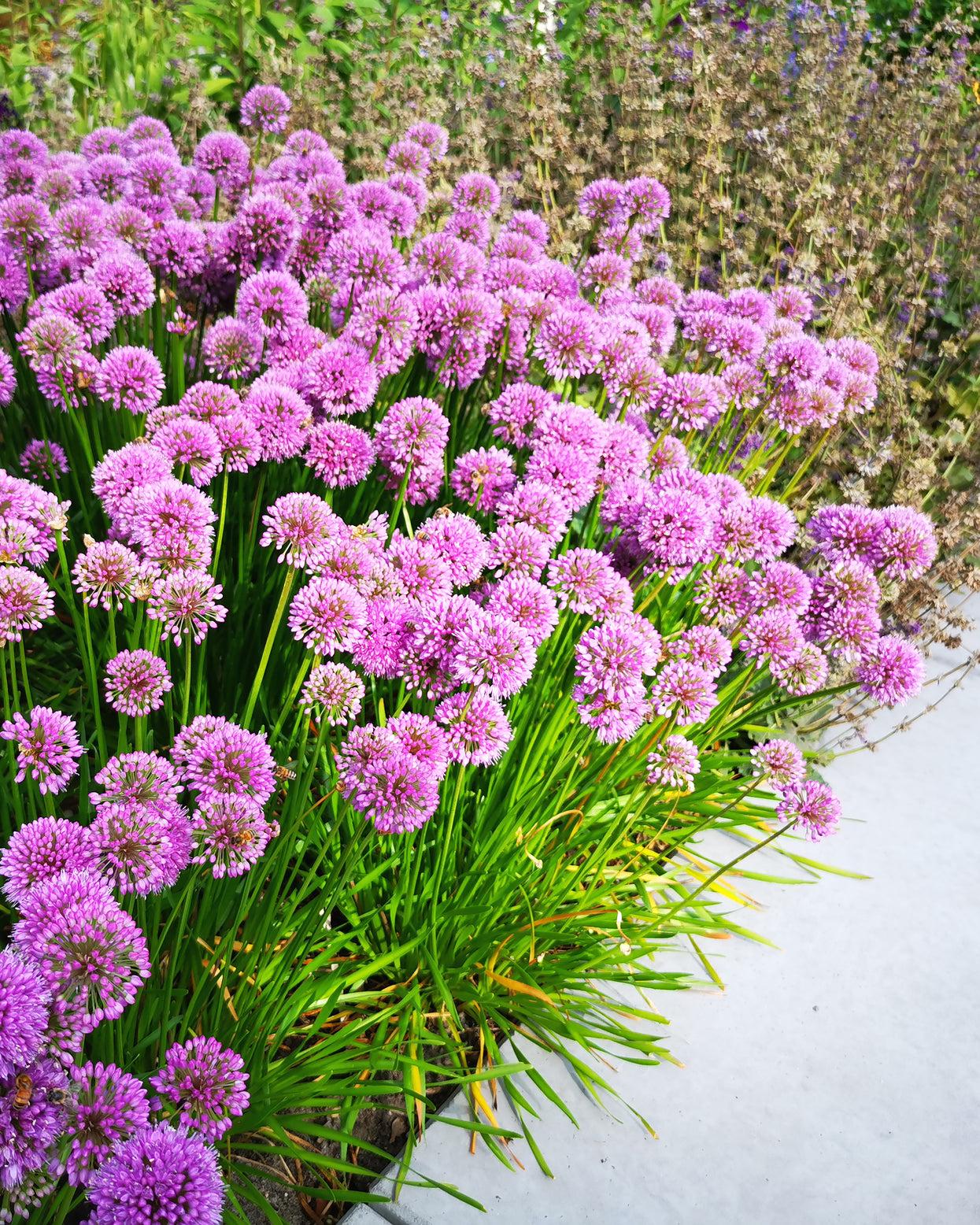 Allium Millenium - View 6 from www redcrocus com