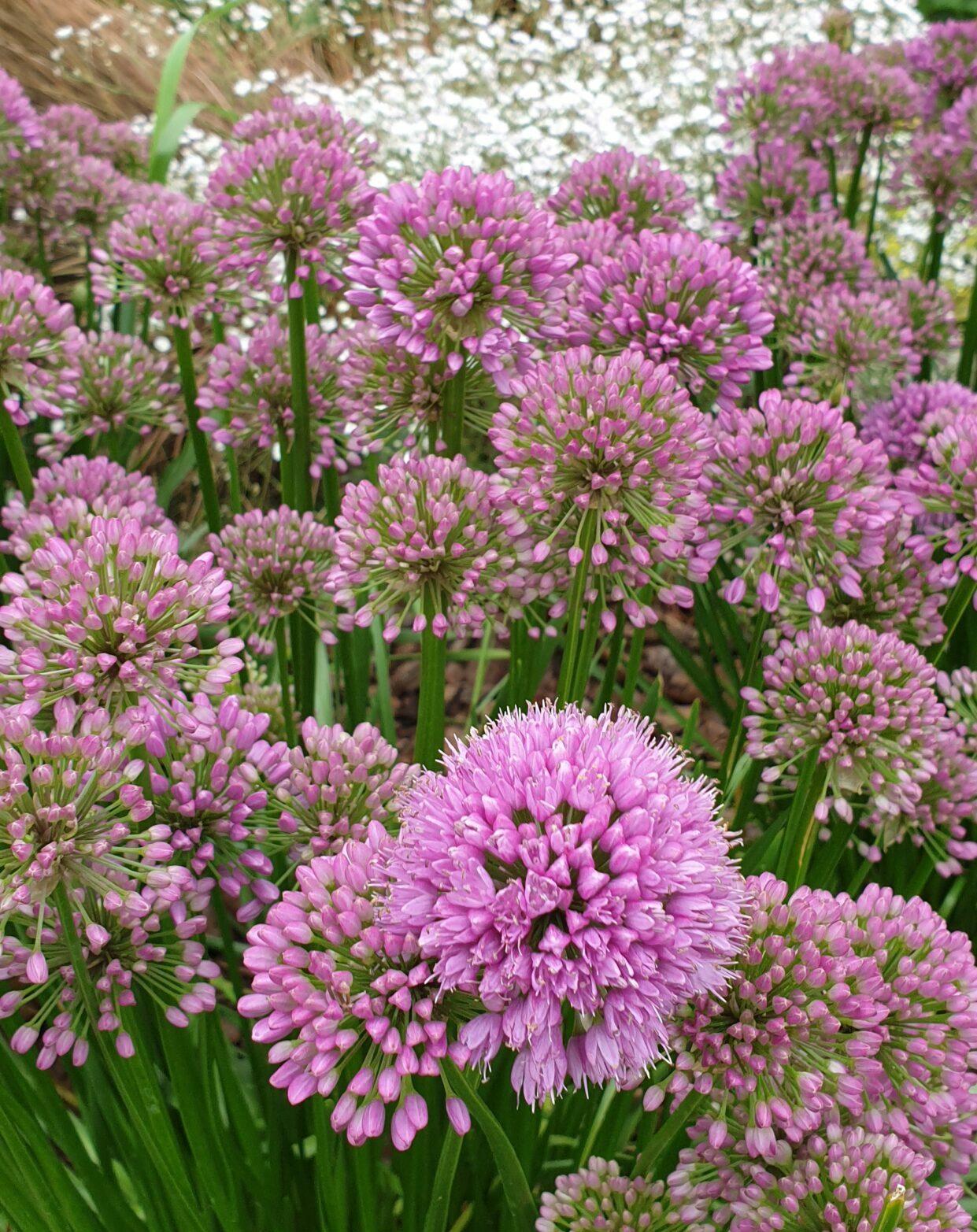 Allium Millenium - View 7 from www redcrocus com