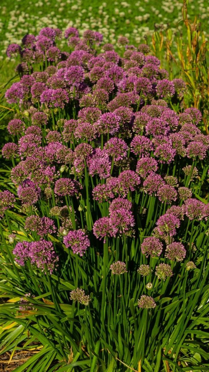 Allium Millenium - View 8 from www redcrocus com