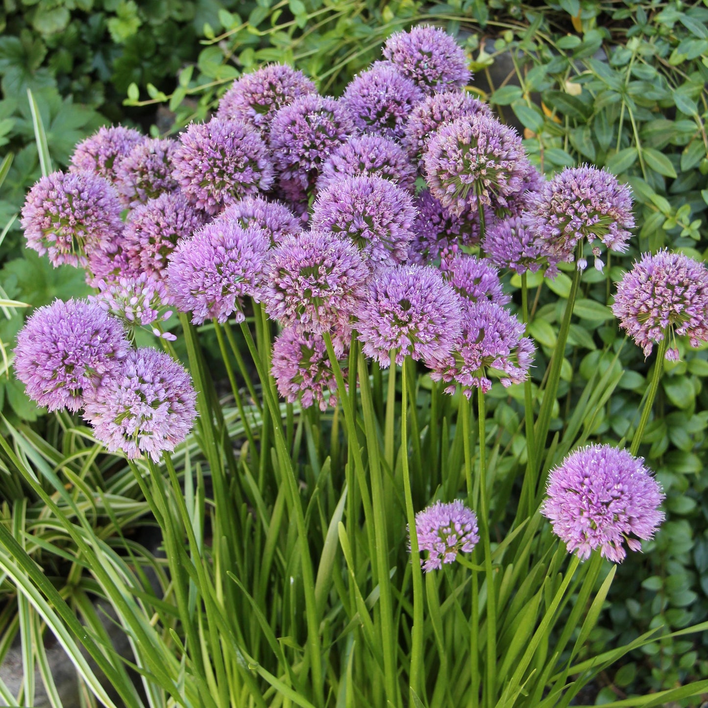 Allium Millenium - View 9 from www redcrocus com