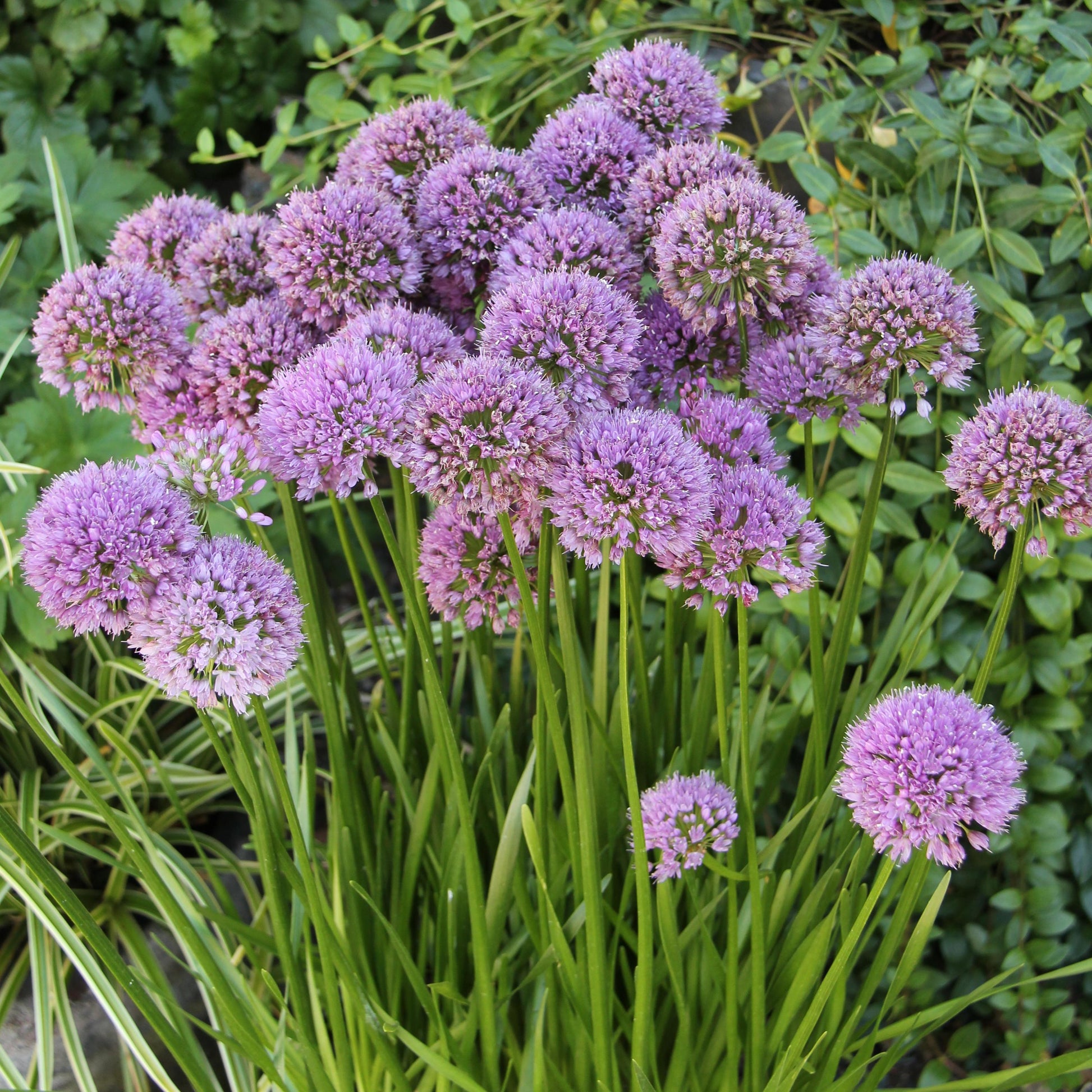 Allium Millenium - View 9 from www redcrocus com