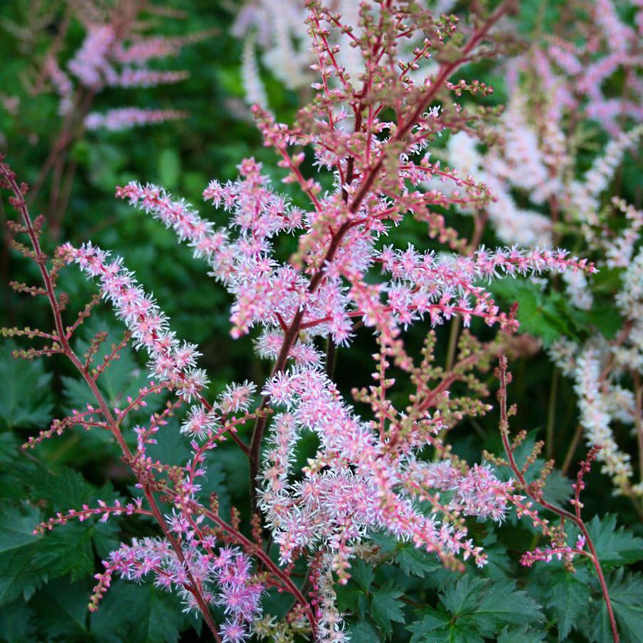 Astilbe Chinensis 'delft Lace' - View 10 from www redcrocus com