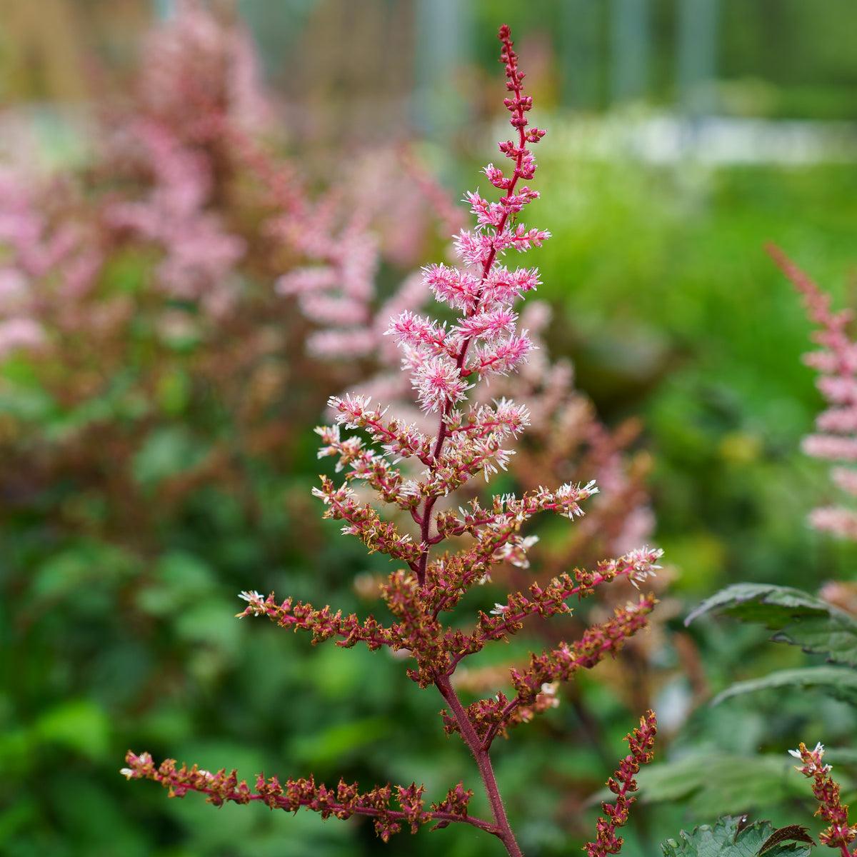 Astilbe Chinensis 'delft Lace' - View 11 from www redcrocus com