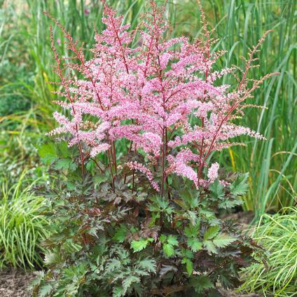 Astilbe Chinensis 'delft Lace' - View 12 from www redcrocus com