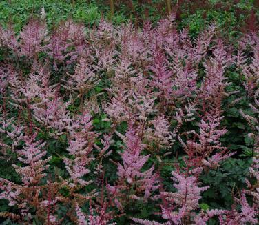 Astilbe Chinensis 'delft Lace' - View 13 from www redcrocus com