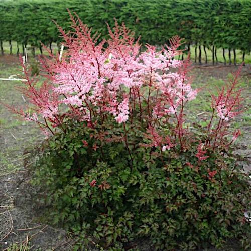 Astilbe Chinensis 'delft Lace' - View 14 from www redcrocus com