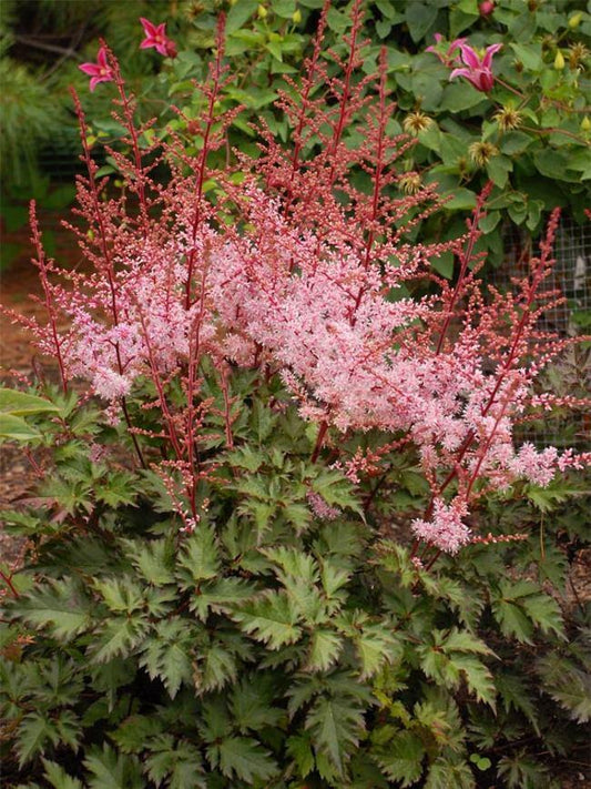 Astilbe Chinensis 'delft Lace' - View 1 from www redcrocus com