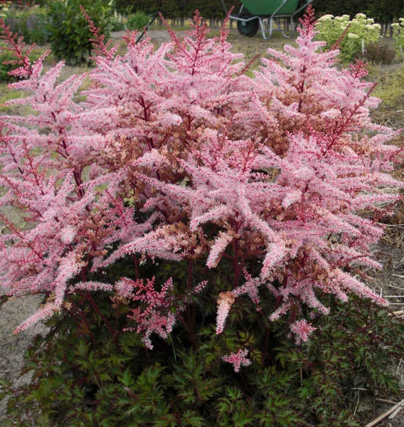 Astilbe Chinensis 'delft Lace' - View 2 from www redcrocus com