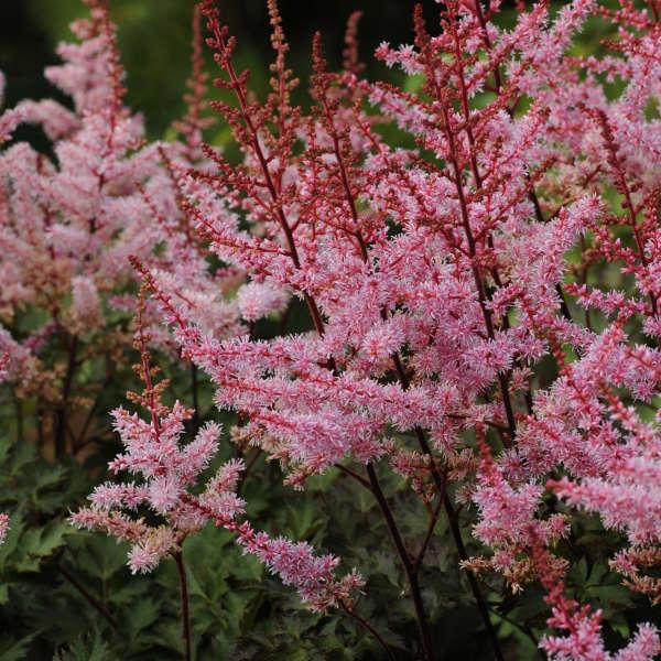 Astilbe Chinensis 'delft Lace' - View 3 from www redcrocus com