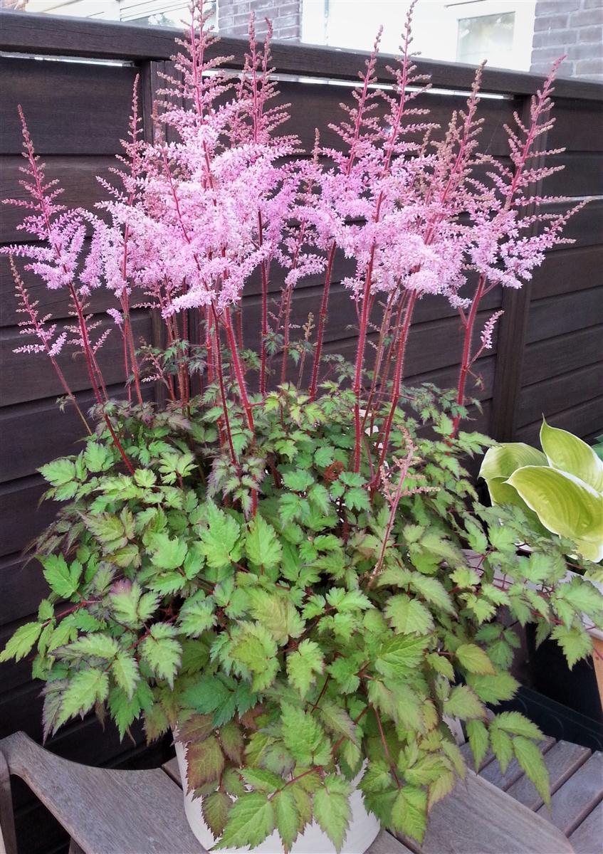 Astilbe Chinensis 'delft Lace' - View 4 from www redcrocus com