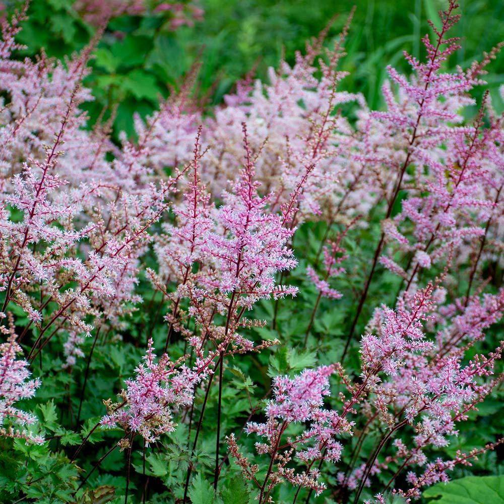 Astilbe Chinensis 'delft Lace' - View 5 from www redcrocus com