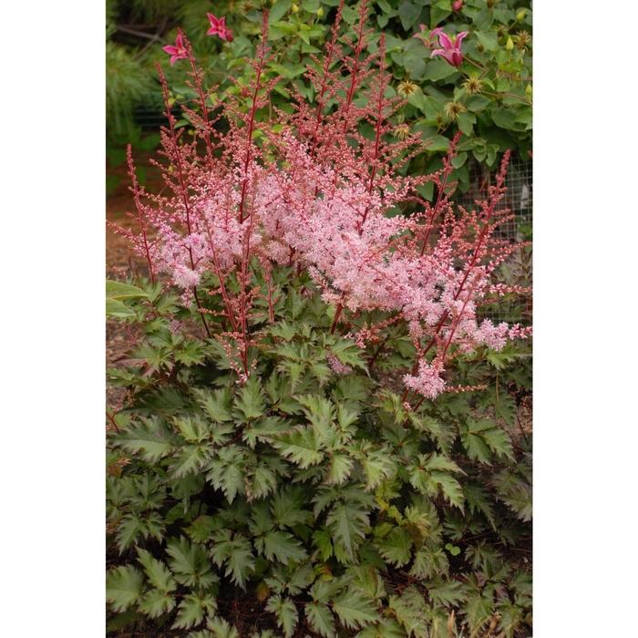 Astilbe Chinensis 'delft Lace' - View 6 from www redcrocus com