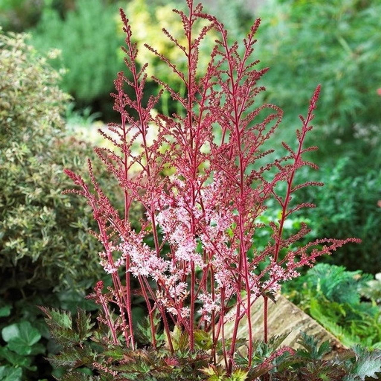 Astilbe Chinensis 'delft Lace' - View 7 from www redcrocus com