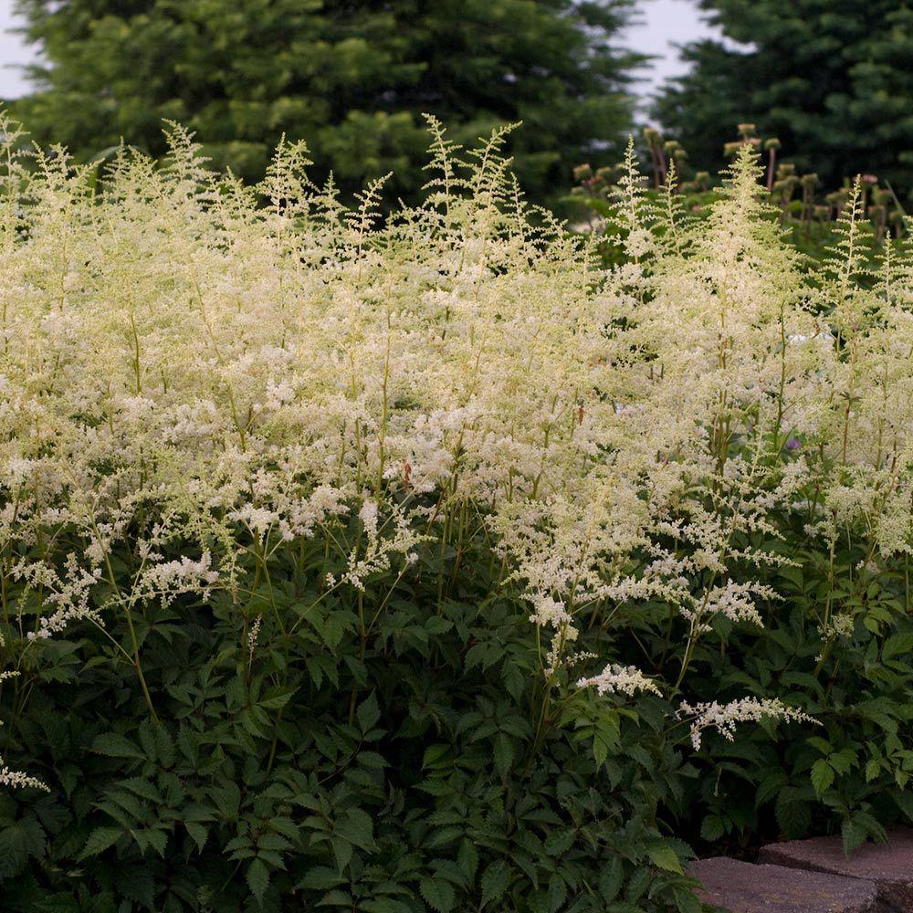Astilbe X Arendsii Bridal Veil - View 12 from www redcrocus com