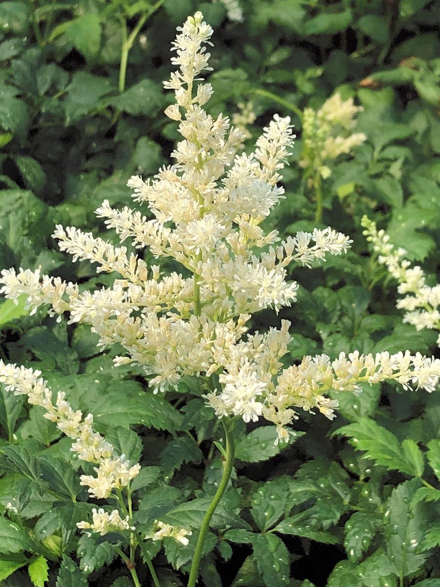 Astilbe X Arendsii Bridal Veil - View 2 from www redcrocus com