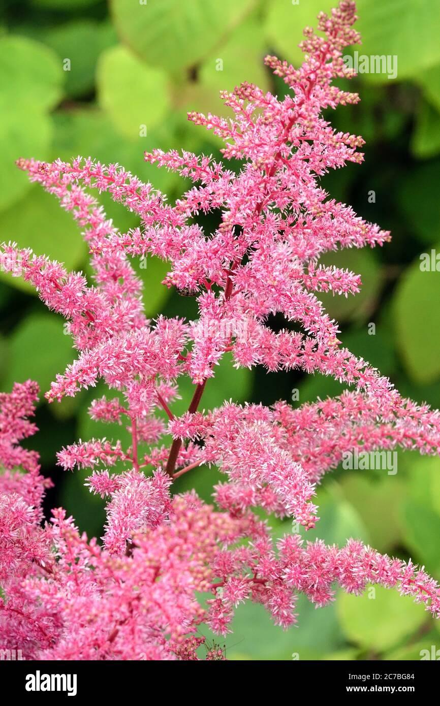 Astilbe Chinensis Visions In Pink - View 11 from www redcrocus com