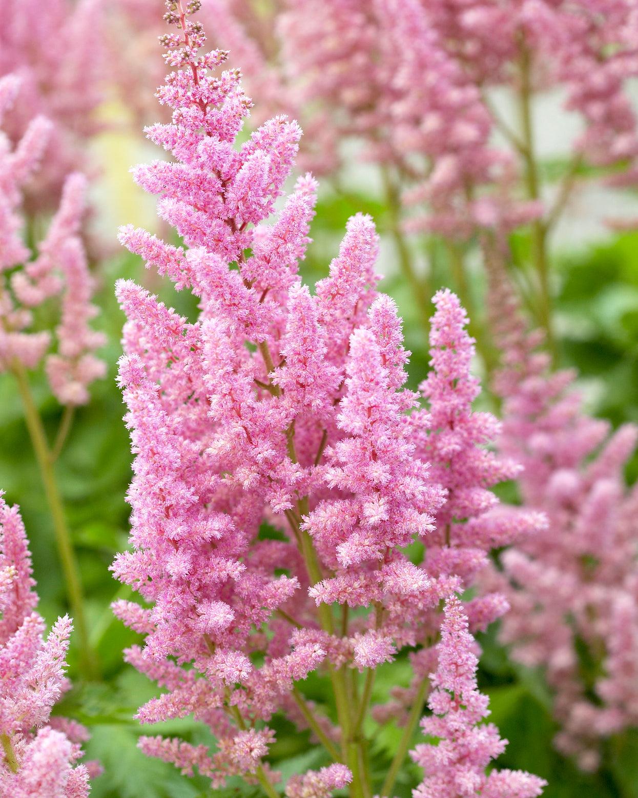 Astilbe Chinensis Visions In Pink - View 12 from www redcrocus com