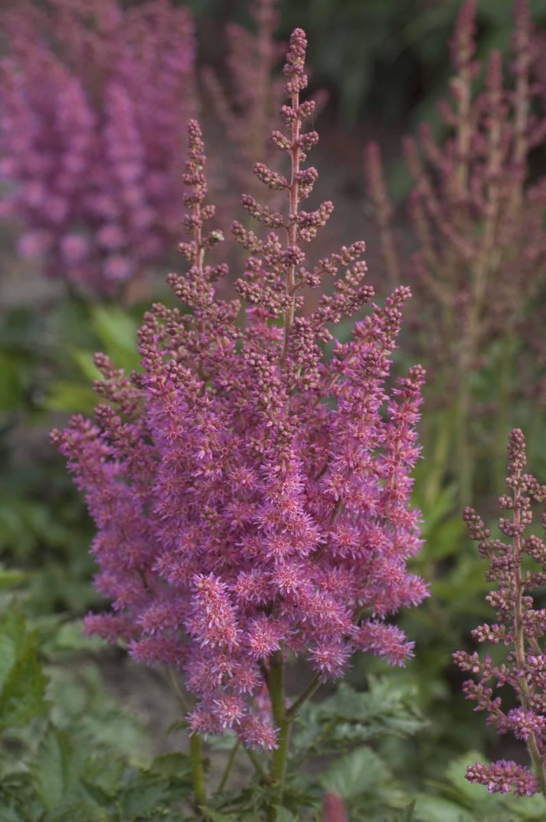 Astilbe Chinensis Visions In Pink - View 13 from www redcrocus com