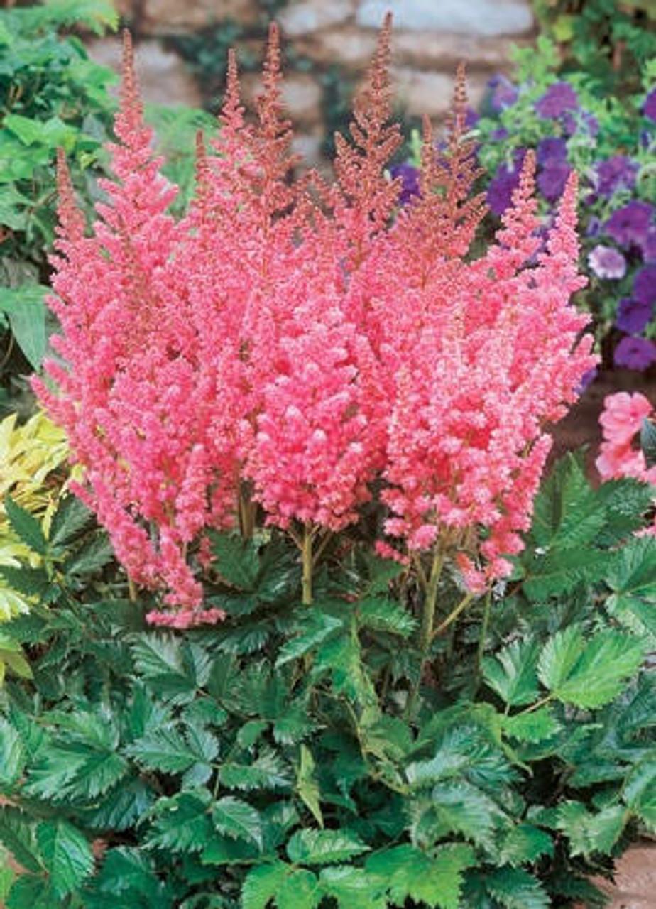 Astilbe Chinensis Visions In Pink - View 15 from www redcrocus com