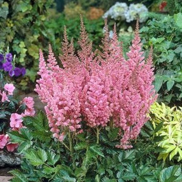 Astilbe Chinensis Visions In Pink - View 18 from www redcrocus com