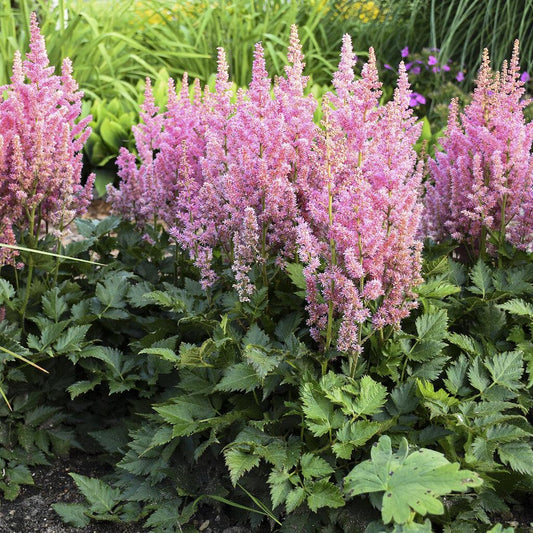 Astilbe Chinensis Visions In Pink - View 1 from www redcrocus com