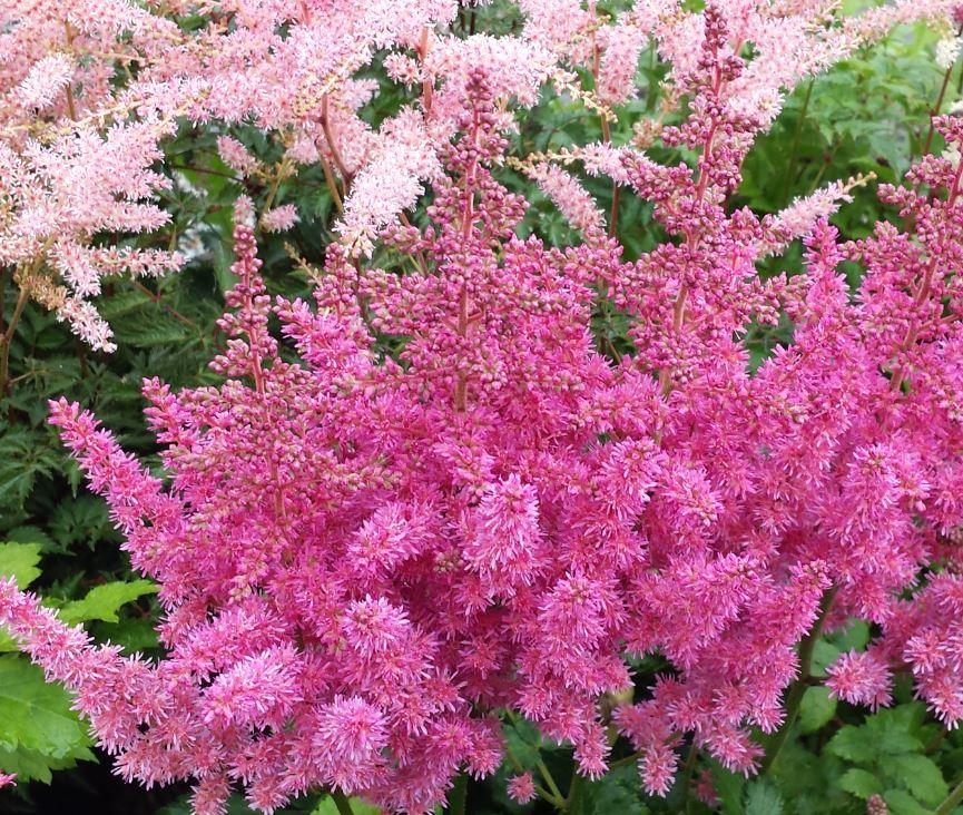 Astilbe Chinensis Visions In Pink - View 2 from www redcrocus com