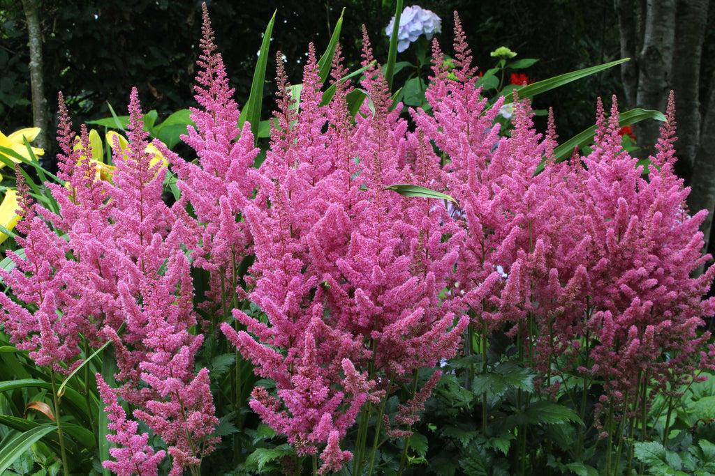 Astilbe Chinensis Visions In Pink - View 3 from www redcrocus com
