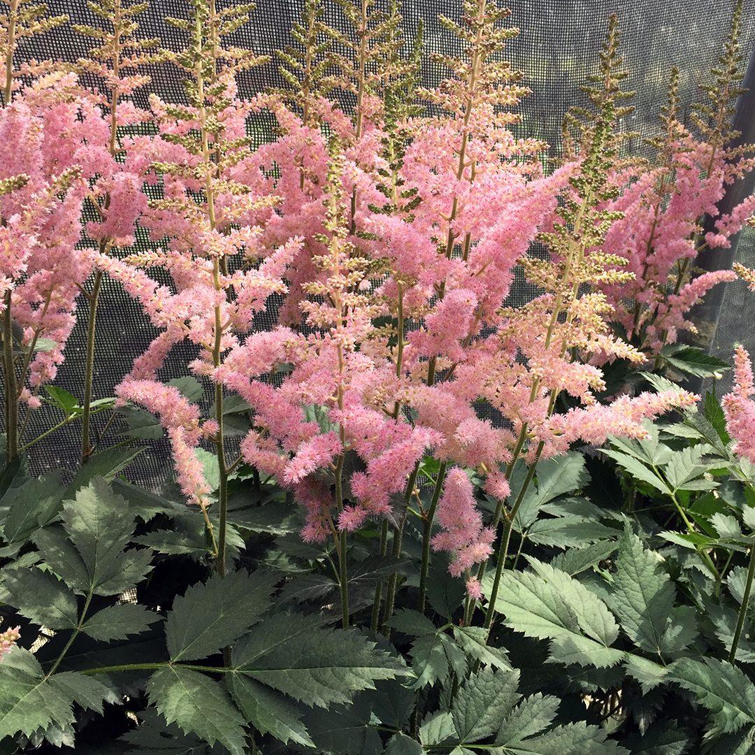 Astilbe Chinensis Visions In Pink - View 4 from www redcrocus com