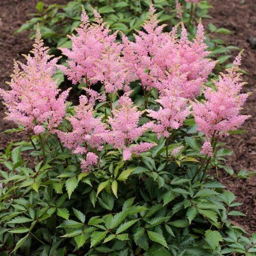 Astilbe Chinensis Visions In Pink - View 6 from www redcrocus com