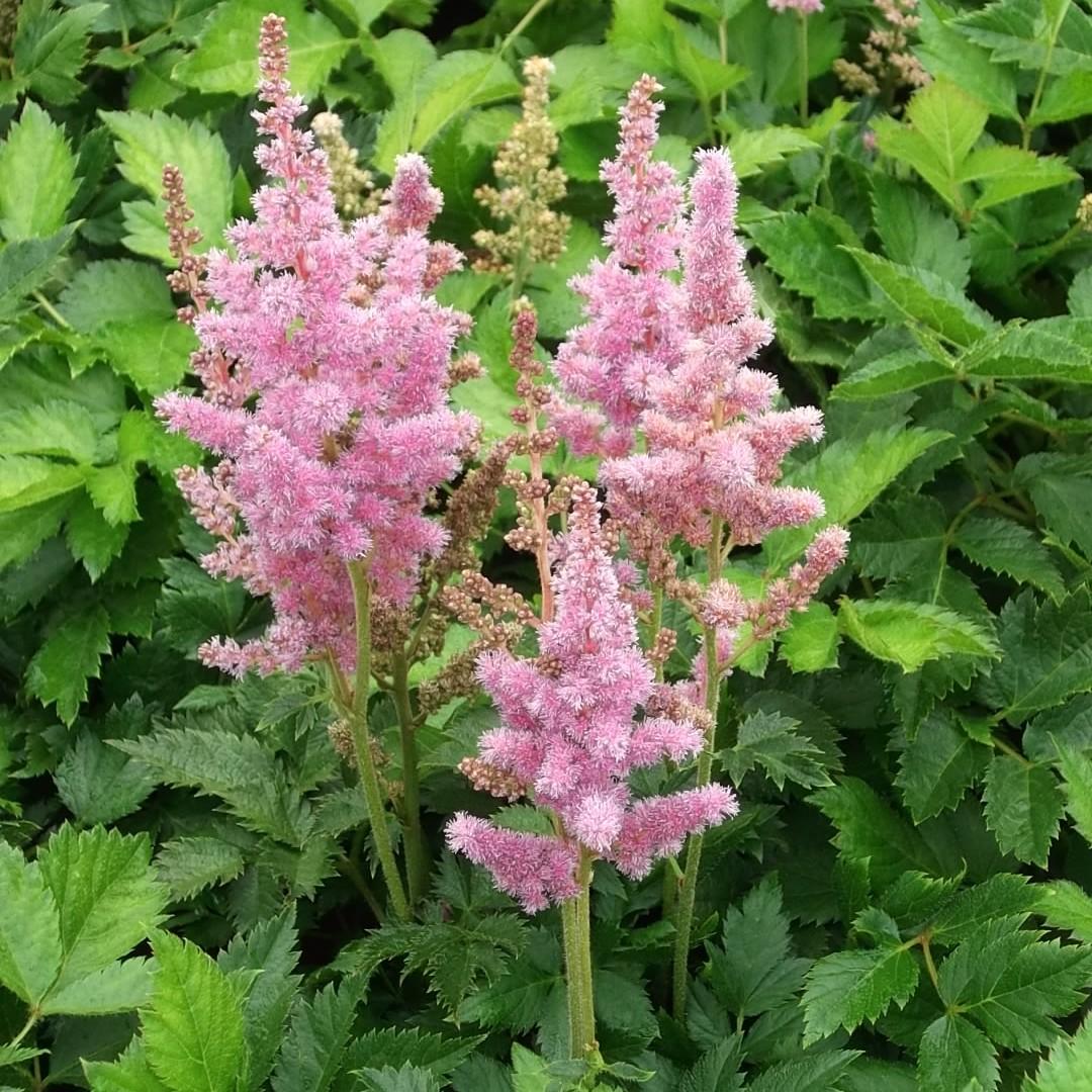 Astilbe Chinensis Visions In Pink - View 7 from www redcrocus com