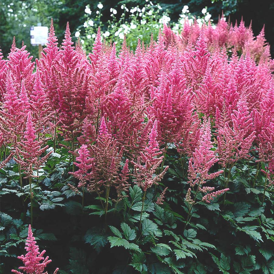 Astilbe Chinensis Visions In Pink - View 8 from www redcrocus com