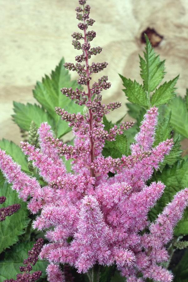 Astilbe Chinensis Visions In Pink - View 9 from www redcrocus com