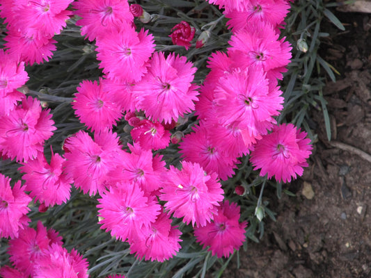 Dianthus X Neon Star - View 1 from www redcrocus com
