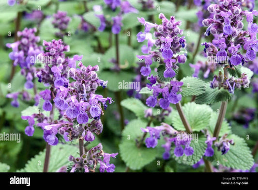Nepeta X Faassenii Six Hills Giant - View 11 from www redcrocus com