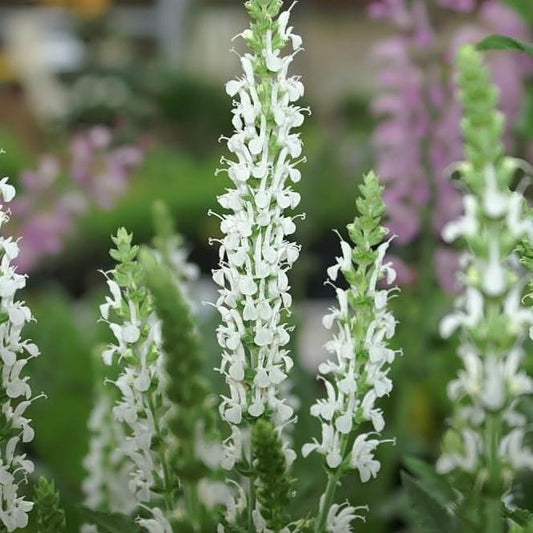 Salvia Nemorosa Snow Hill - View 10 from www redcrocus com