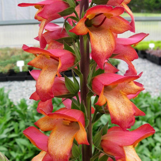 Digiplexis Illumination Flame - View 1 from www redcrocus com