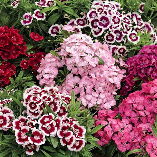 Dianthus Barbatus Barbarini Mix - View 11 from www redcrocus com
