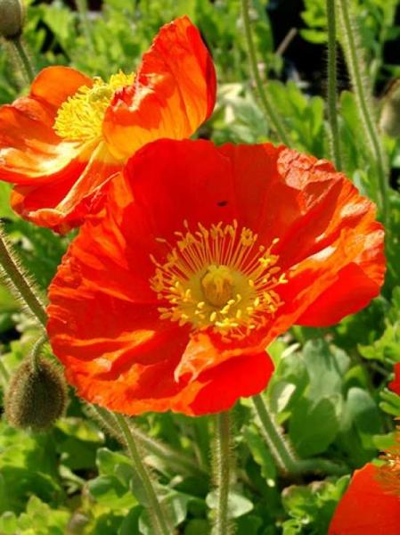 Papaver Nudicaule Champagne Orange - View 1 from www redcrocus com