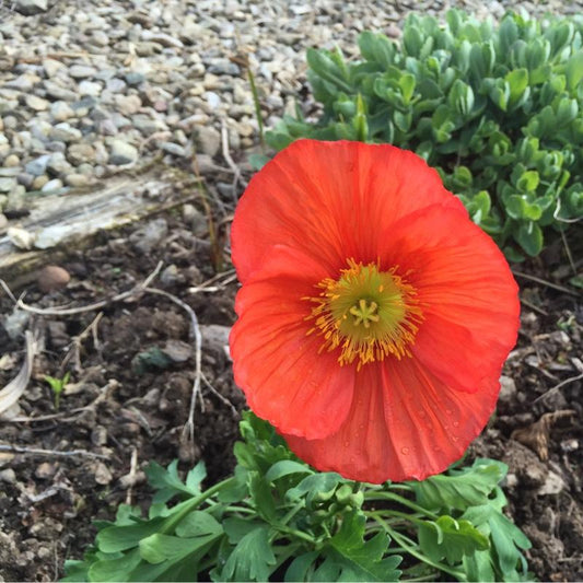 Papaver Nudicaule Champagne Pink - View 10 from www redcrocus com