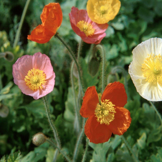 Papaver Nudicaule Champagne Scarlet - View 10 from www redcrocus com